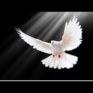 White Dove
